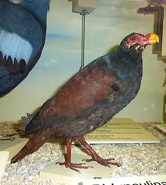 Didunculus strigirostris, un Didunculinae.