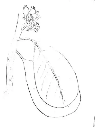 Description de l'image Didymeles.jpg.