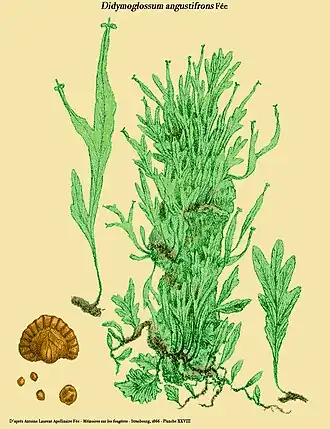 Didymoglossum angustifrons