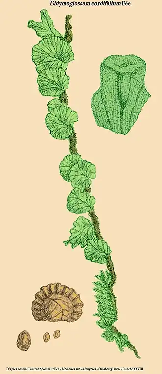 Didymoglossum cordifolium