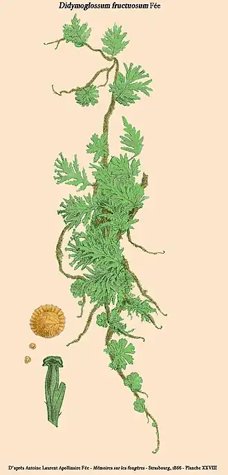 Didymoglossum fructuosum