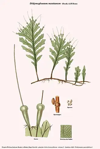Didymoglossum montanum