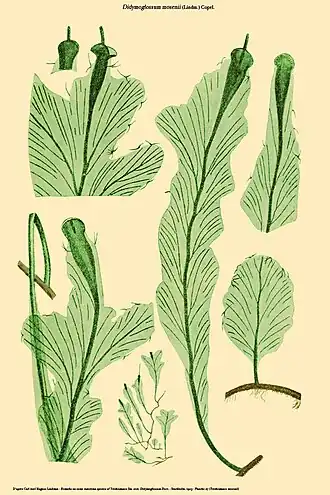 Didymoglossum mosenii