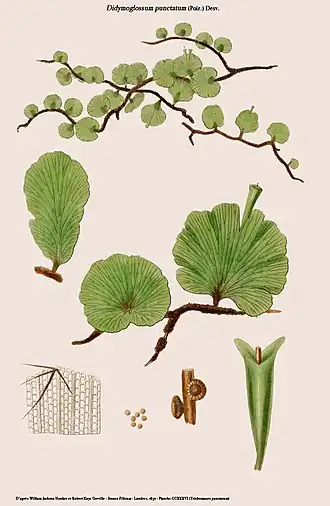 Didymoglossum punctatum