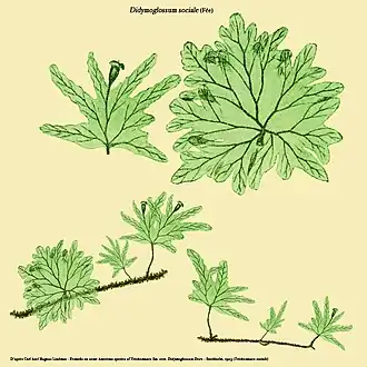 Didymoglossum sociale