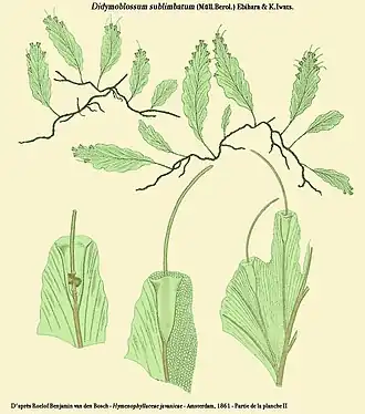 Didymoglossum sublimbatum