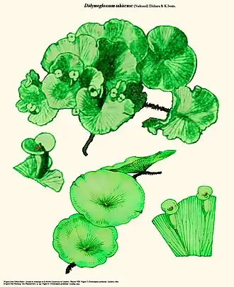 Didymoglossum tahitense