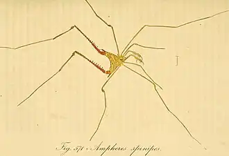Description de l'image Die Arachniden. Getreu nach der Natur abgebildet und beschrieben (1831) (14757571976).jpg.