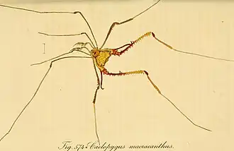 Description de l'image Die Arachniden. Getreu nach der Natur abgebildet und beschrieben (1831) (14777430451).jpg.