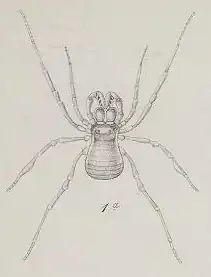 Description de l'image Die Arachniden Australiens 2 Taf VI (Fig 1a).png.