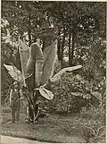 Photographie d'un bananier parue en 1901 dans Die Gartenwelt.