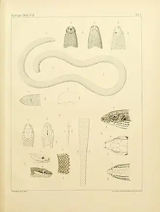 Description de l'image Die Reptilien und Amphibien von Madagascar (Plate I) BHL9633242.jpg.