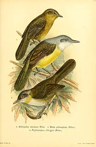 Description de l'image Die Vögel Afrikas (6425141179).jpg.