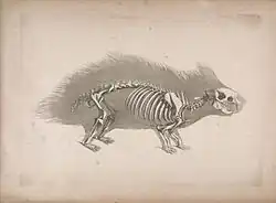 Squelette