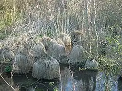 Les Fontaines du Betrot : un endroit marécageux