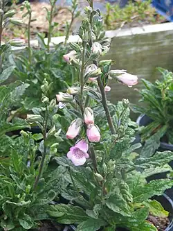 Digitalis minor