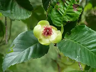 Description de l'image Dillenia philippinensis 1.jpg.