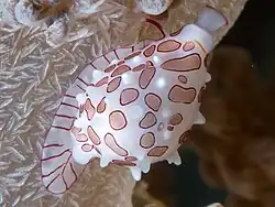 Diminovula margarita