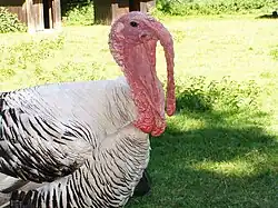 Dindon près du lac de Bambois en Belgique.