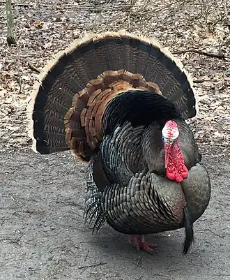 Faisant sa cour, près du lac Ontario.