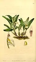 Dinema polybulbon du Curtis's Botanical Magazine vol. 70 (NS 17) pl. 4067.
