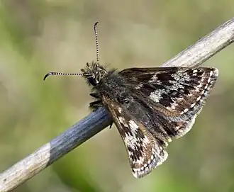 Description de cette image, également commentée ci-après