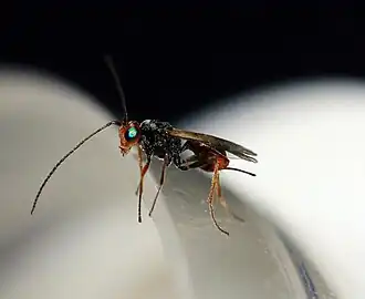 Description de l'image Dinocampus coccinellae.jpg.