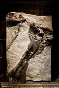Moulage d'un fémur de sauropode (2,20 de long).
