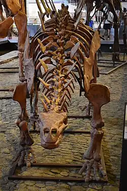 Tuojiangosaurus multispinus.