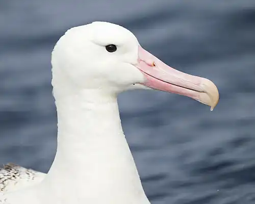 Tête d'Albatros royal. Filtrée par les glandes à sel puis expulsée par les narines, une solution hypersaline s'écoule à la pointe du nez, donnant l'impression qu'il a «&nbsp;la goutte au nez&nbsp;».