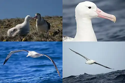 Mosaïque d'Albatros royal.