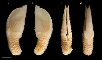 Diotascalpellum rubrum