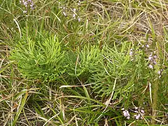 Description de l'image Diphasiastrum zeilleri 240813.JPG.