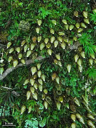 Description de l'image Diphyscium foliosum - Flickr - pellaea.jpg.