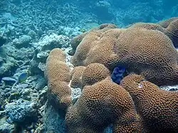 Colonie aux Maldives.