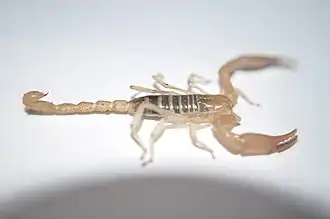 Description de l'image Diplocentrus actun? (4490330875).jpg.