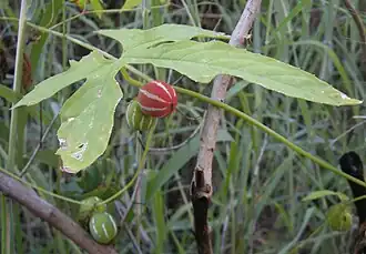 Description de l'image Diplocyclos palmatus fruit and foliage.jpg.
