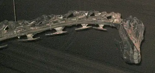 Squelette de la tête et du cou de Diplodocus, Smithsonian museum of Natural History, Washington D.C.