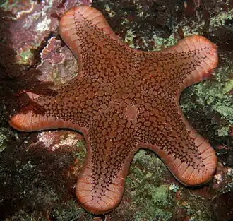 Diplodontias dilatatus