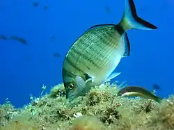 Sar à museau pointu (Diplodus puntazzo)