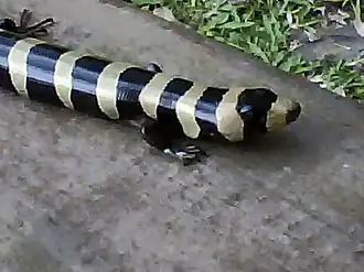 Description de l'image Diploglossus fasciatus 3151808.jpg.