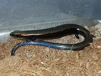 Description de l'image Diploglossus ingridae (captive adult male).jpg.