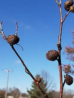 Galle de Diplolepis spinosa.