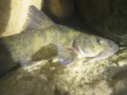 Diplomystes nahuelbutaensis (Diplomystidae)