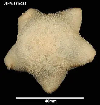 Diplopteraster verrucosus