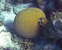 Corail massif dans les zones faiblement agitées (Corail-cerveau labyrinthe).