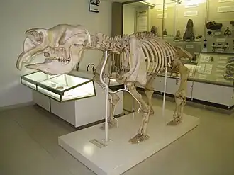 Fossile de Diprotodon australis (Diprotodontidae)