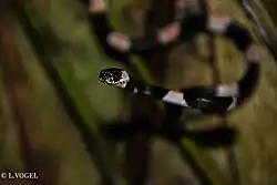 Description de l'image Dipsas bicolor.jpg.