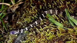 Description de l'image Dipsas sanctijoannis 133489421.jpg.