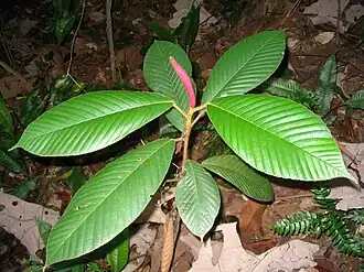 Dipterocarpus baudii